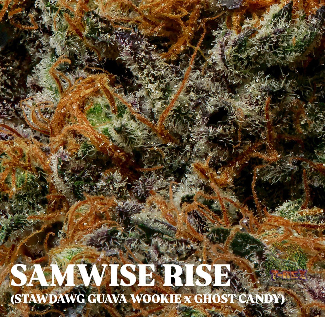 SAMWISE RISE