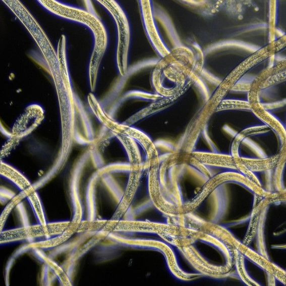 ไส้เดือนฝอยกำจัดแมลง (Beneficial Nematodes)