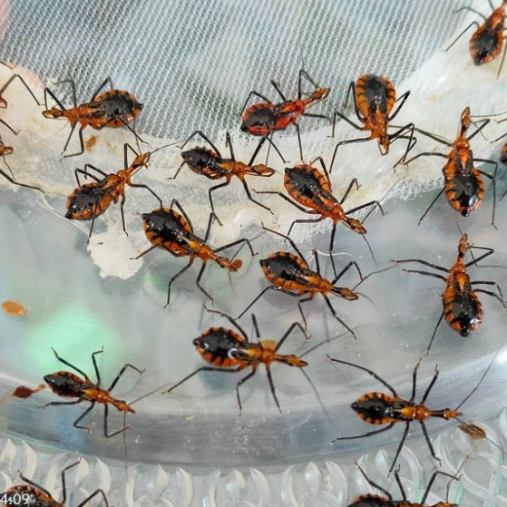 มวนเพชฌฆาต (Assassin Bug)