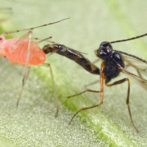 แตนเบียนบราคอน (Braconid Wasp)