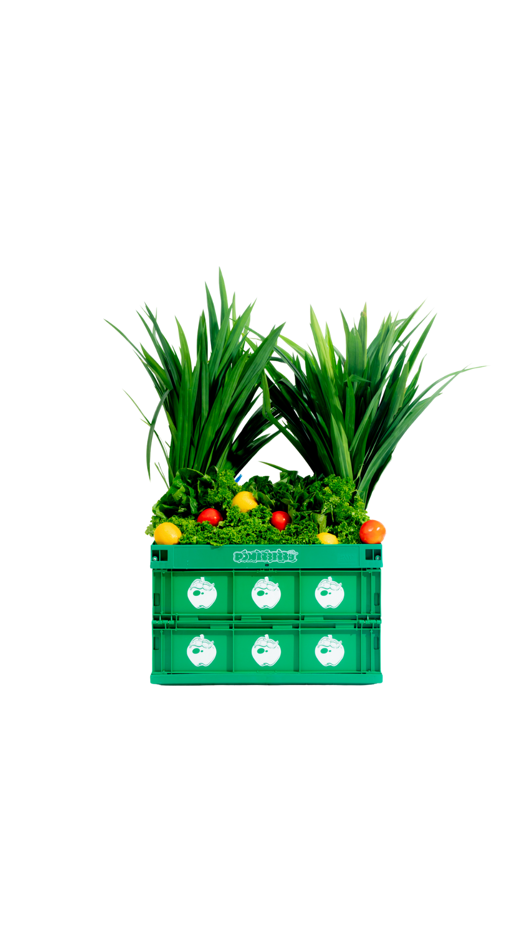 "GREEN" FOLDABLE BOX