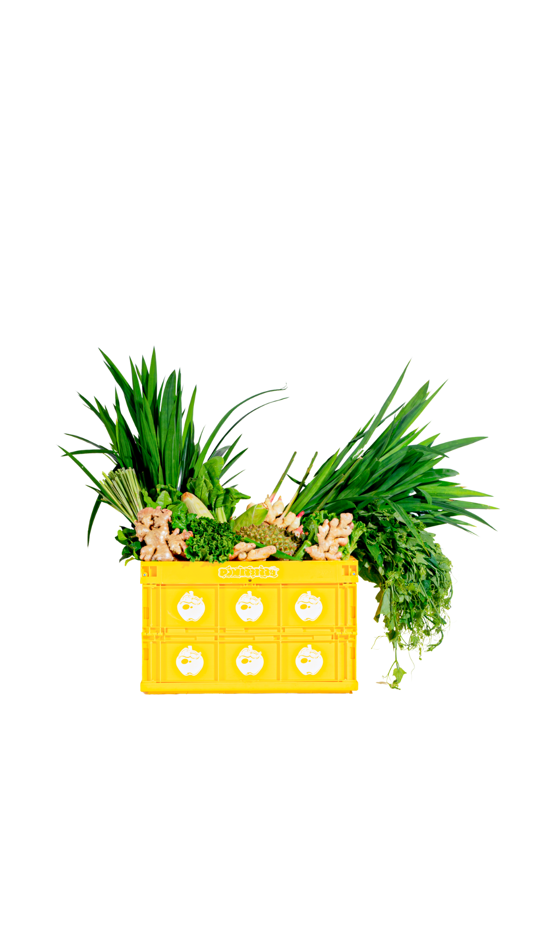 "YELLOW" FOLDABLE BOX
