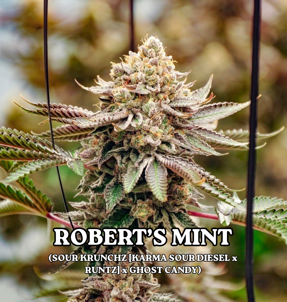 ROBERT'S MINT