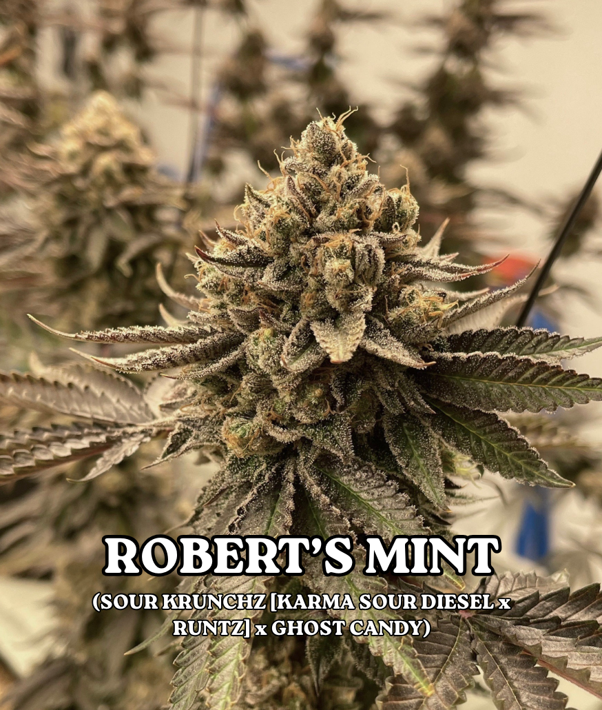 ROBERT'S MINT