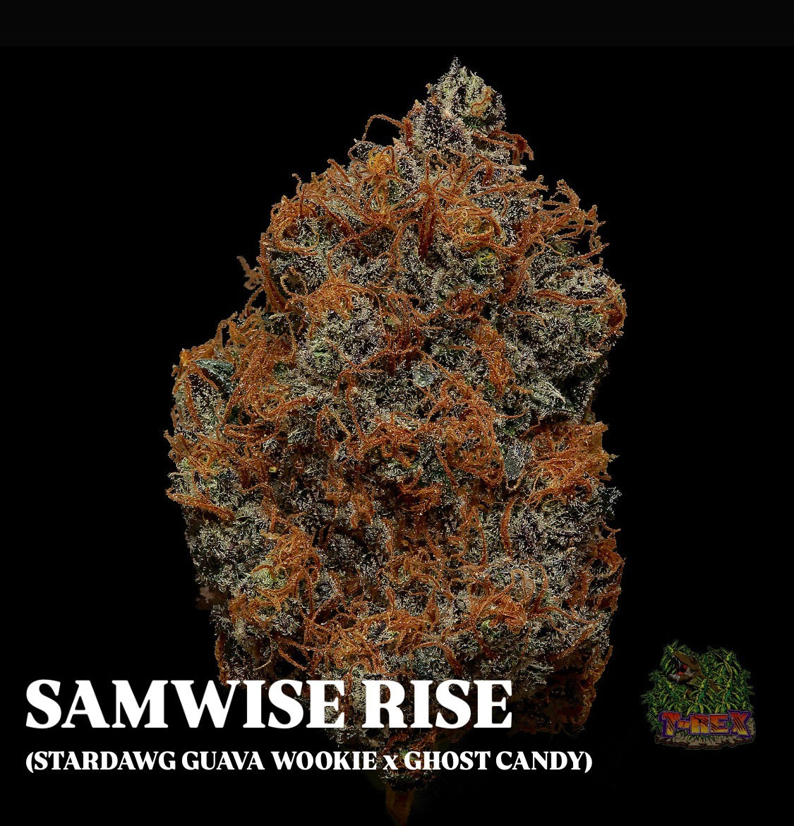 SAMWISE RISE