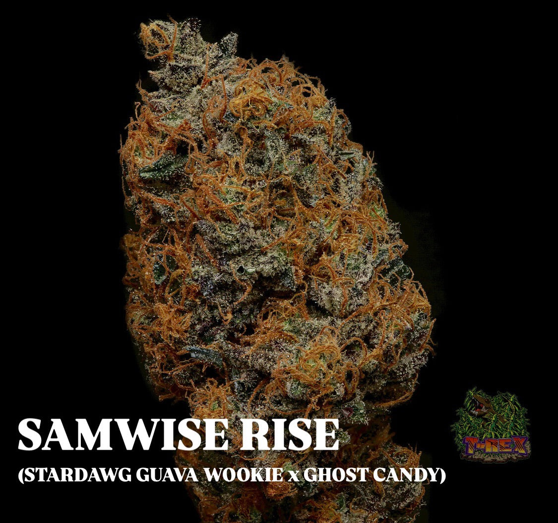 SAMWISE RISE