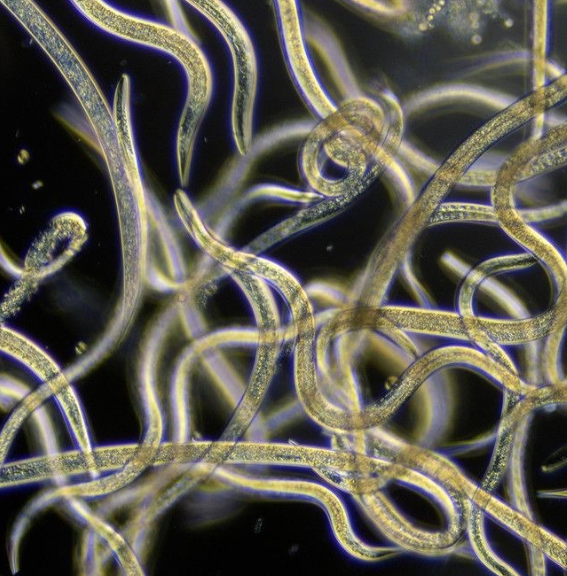 ไส้เดือนฝอยกำจัดแมลง (Beneficial Nematodes)