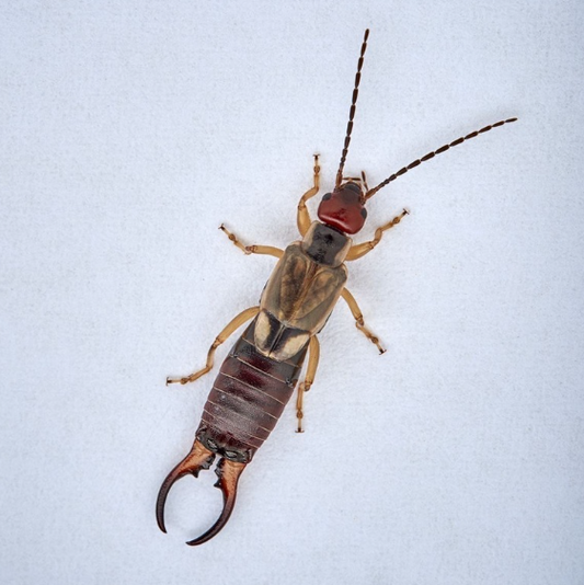 แมลงหางหนีบ (Earwig)