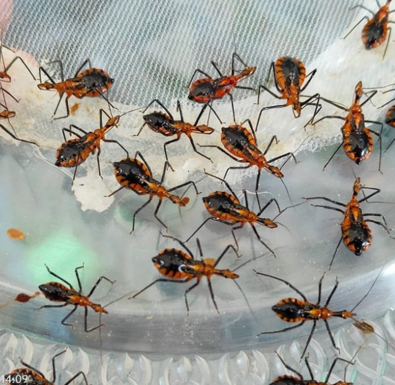 มวนเพชฌฆาต (Assassin Bug)