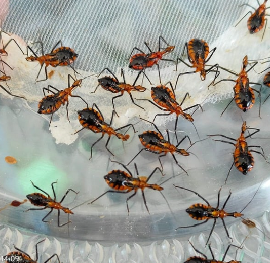 มวนเพชฌฆาต (Assassin Bug)