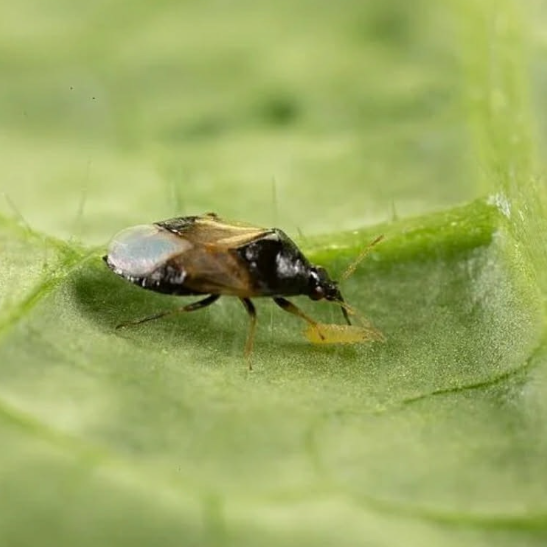 มวนตัวห้ำ (Predatory Bugs)
