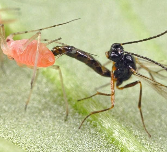 แตนเบียนบราคอน (Braconid Wasp)