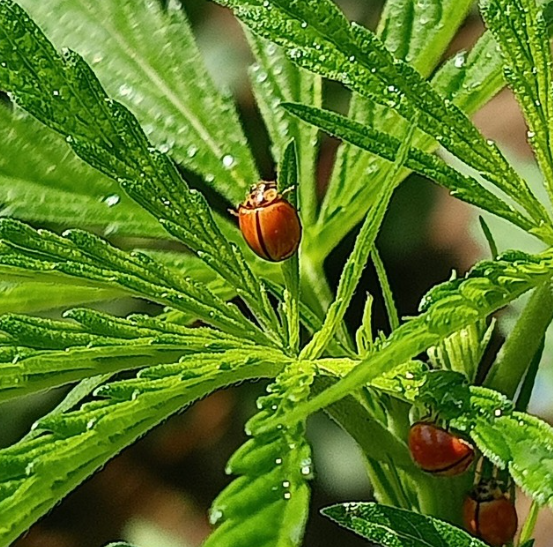 เต่าทอง (Lady Beetle)