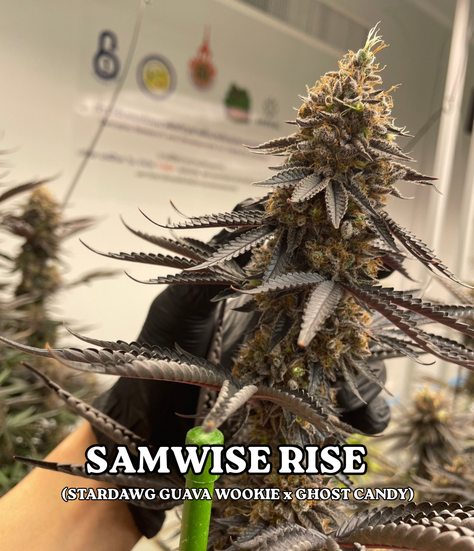 SAMWISE RISE